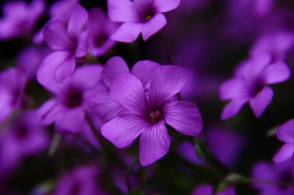 Purple flowers of the species "pink sorrel".