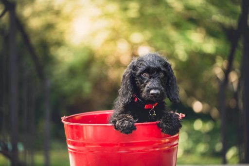 A pet dog sitting inside a bright red bucket.
