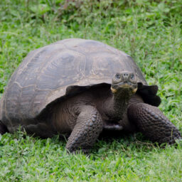 A tortoise from the Galapagos Islands in South America. It is a famously slow-moving animal.