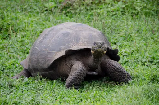 A tortoise from the Galapagos Islands in South America. It is a famously slow-moving animal.